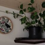 Neue Pflanze im Wohnzimmer