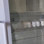 Wachteleier im Kühlschrank
