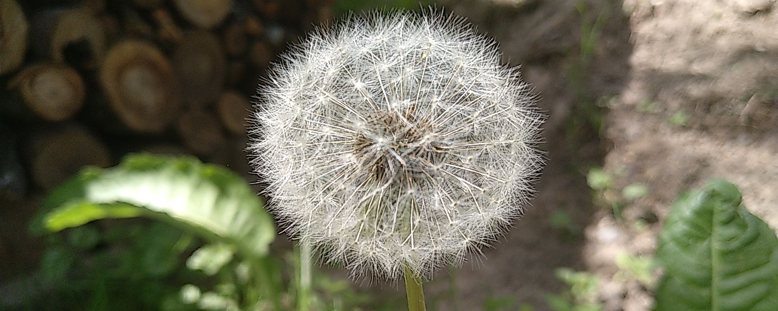 Pusteblume 