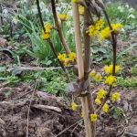 Erste Blüte unserer Kornelkirsche