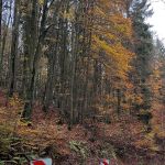 Herbstwald