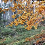 Herbstwald