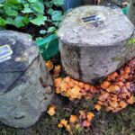 Stockschwämmchen im Pilzgarten