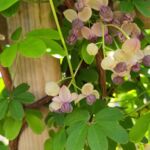 Schokoladenwein blüht