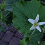 Flaschenkürbis: Blüte