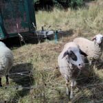 Schafe beim Nachbarn