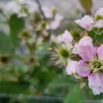 Brombeere blüht