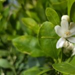 Calamondine blüht