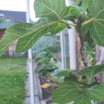Herbstfeigen (noch unreif)