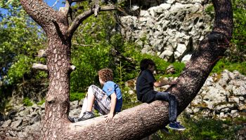 Kinder auf einem Baum