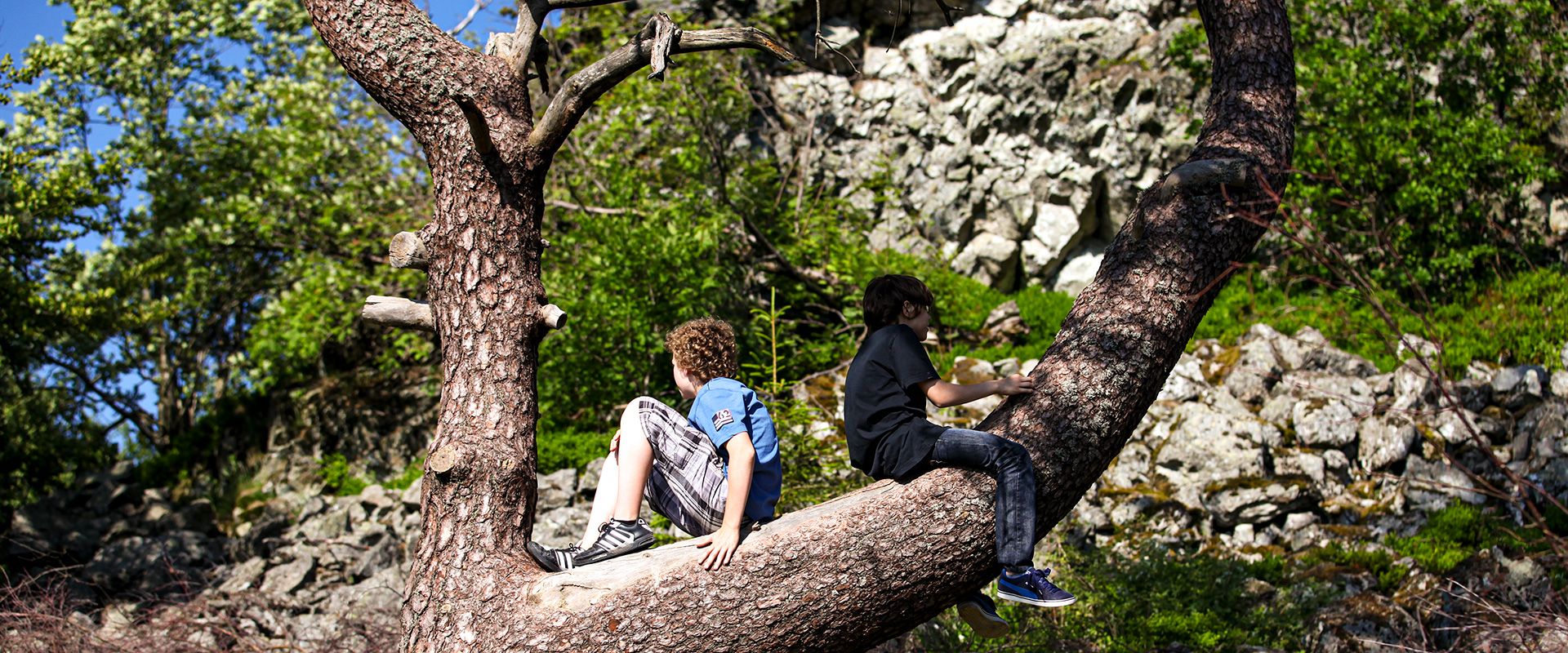 Kinder auf einem Baum 