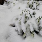 Schneeglöckchen im Schnee