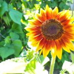 Sonnenblume "Ring of Fire"