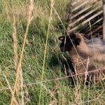 Schafe beim Nachbarn
