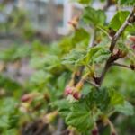 Stachelbeere blüht