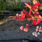Gartenblaubeeren
