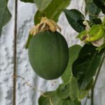 Passionsblume Eia Popeia ® Blüte und Frucht