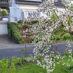 Apfelbaum in Blüte