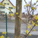 Kornelkirsche blüht