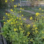 Herbstblüten: Kohl