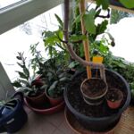 Anzucht von Gartenpflanzen