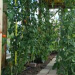 Tomatengewächshaus