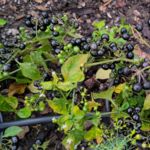 Garden Huckleberry