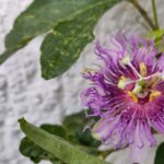 Passionsblume Eia Popeia (R) blüht