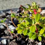 Preiselbeeren