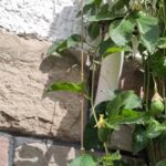 Passiflora incarnata: Unreife Früchte