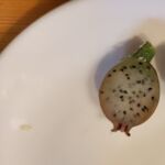 Blattkaktus-Frucht