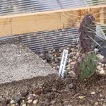 Opuntien auf dem Carport: Regenschutz