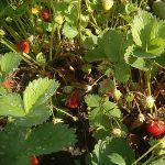 Gartenerdbeeren