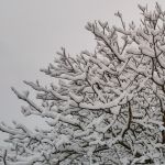 Verschneiter Baum