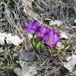 Krokusse