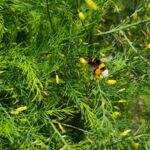 Hummel an Spargelblüten