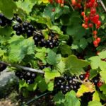 Massenhaft Johannisbeeren