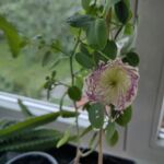 Kapern-Blüte