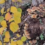 Pilze im Garten: Grünblättriger Schwefelkopf
