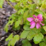Allackerbeere blüht