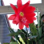 Blattkaktus mit roter Blüte