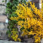 Herbstfärbung des Granatapfels Kazake