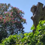 Hohler Baum in Efeuhecke