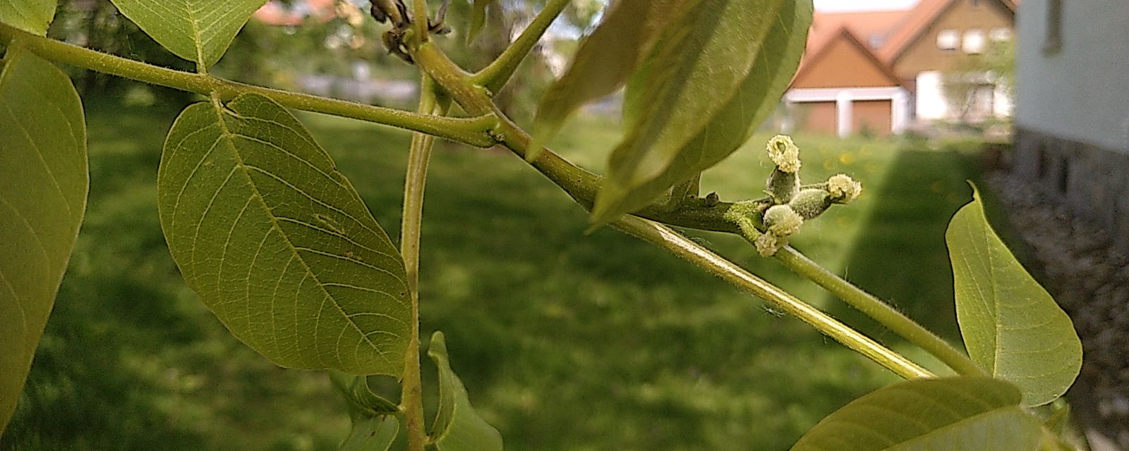 Walnussblüten 