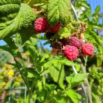 Himbeeren im Oktober