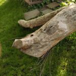 Anodontosaurus Profil