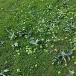 Unmengen Äpfel