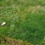 Pilze im Garten: Champignons