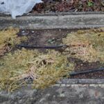 Oca-Pflanzen (erfroren)