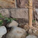 Wurzelschutz für Granatapfel